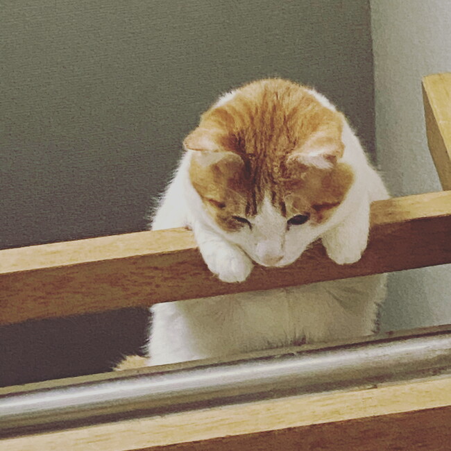 まなかoのカバー写真