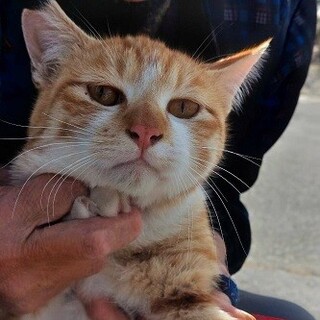 命をつなぎたい！ちゃと君★優しいお兄ちゃん猫