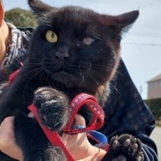 命をつなぎたい！くろ君★大怪我から奇跡的に復活