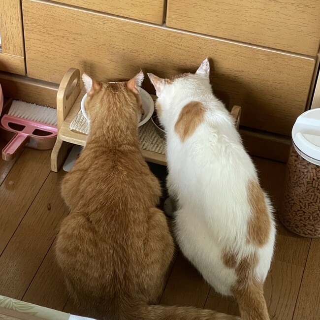 Rena.x.x.のカバー写真