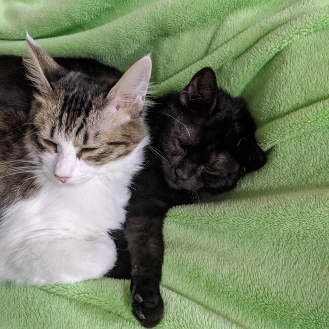 やまにわのカバー写真