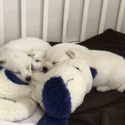 譲渡会 サムネイル2