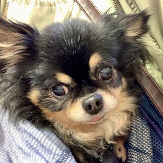 船堀（ふなぼり）小さいけれど勝気なチワワくん♪