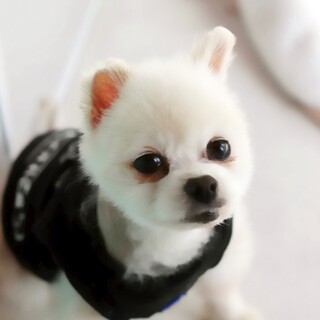 ポメラニアンの友蔵くん　里親様募集☆