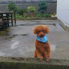 ベッラ