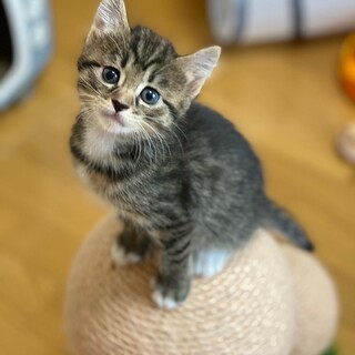 甘えんぼのポムちゃん(ペア譲渡)