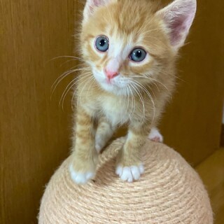 後追いリムくん(ペア譲渡)