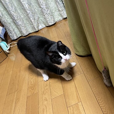 ベルク兄たん、うに姉様ー！地震、大丈夫？
