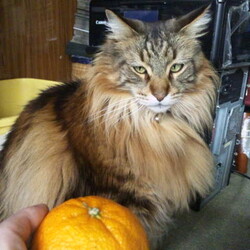 「ベルクさんとデコポン＆みかん星人」サムネイル1