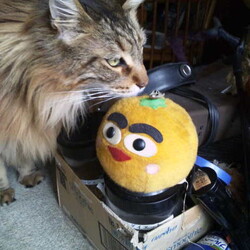 「ベルクさんとデコポン＆みかん星人」サムネイル3