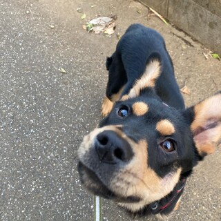 -お見合い予定- 穏やか訓（くん）ちゃん