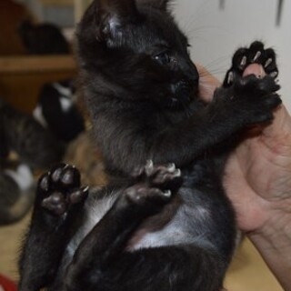 ベタベタに甘えん坊のオス黒猫2匹