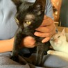 ベタベタに甘えん坊のオス黒猫2匹 サムネイル2