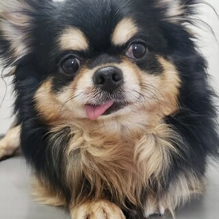 小岩（こいわ）と～っても穏やかなチワワ