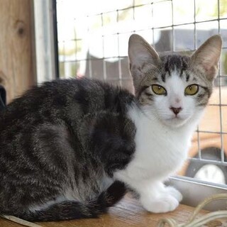 イケメン!な白キジちゃん