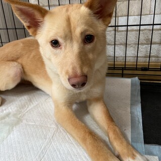 小ぶり中型✴︎リカちゃんの家族を探してます。