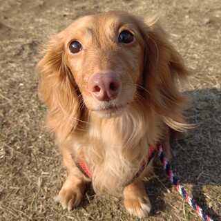 優雅で甘えん坊ダックスの女の子