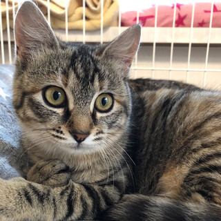 マフィンちゃん★ゴロゴロにゃんこ