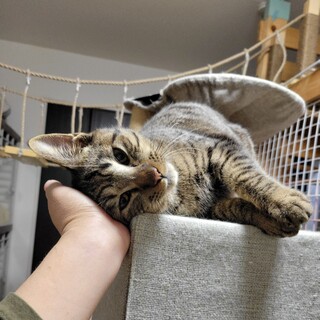 4/10さいたま譲渡会　1歳　甘ゴロー君