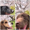 ナツアル