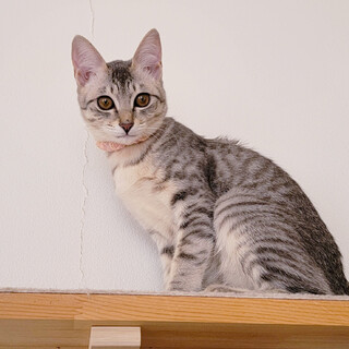 可愛さ反則級♡人が大好きな肩乗り猫ちゃん