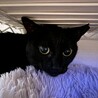 カワイイ声の甘えん坊黒猫ノアちゃん サムネイル2