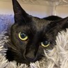 カワイイ声の甘えん坊黒猫ノアちゃん サムネイル3