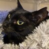 カワイイ声の甘えん坊黒猫ノアちゃん サムネイル4
