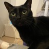 カワイイ声の甘えん坊黒猫ノアちゃん サムネイル5