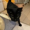 カワイイ声の甘えん坊黒猫ノアちゃん サムネイル6