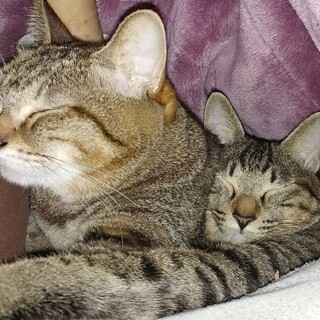 ふぅちゃんとしおん