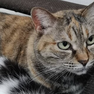 大人猫の魅力♡むぎわら柄の賢い女の子