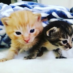 in小牧☆保護猫の譲渡会2022年4月2日(土)～ちーむ にゃいんず