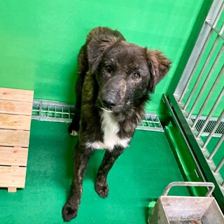 処分間近 黒いワンコ