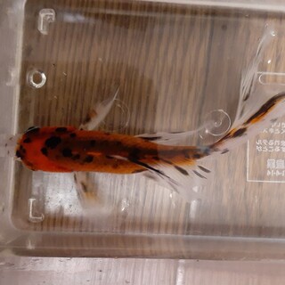 金魚の譲渡です