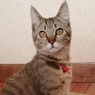 モフモフ甘えん坊あんこちゃん☆