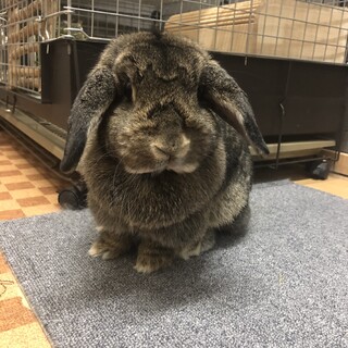 【血統書付き純血種】ホーランドロップ（メス）