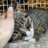 超癒し系猫♡福ちゃん サムネイル3