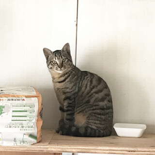 三毛トラ　ゆずちゃん♡