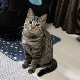 虐待にもマケズ！おっとりすぎるぞライム君！