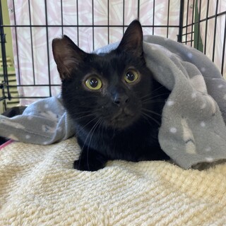 気立て優勝#黒猫　一護君　いっちゃん