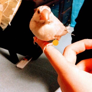 生後3ヶ月 シナモン文鳥 