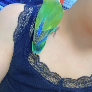 コザクラインコのきーちゃん（イエローカラー）