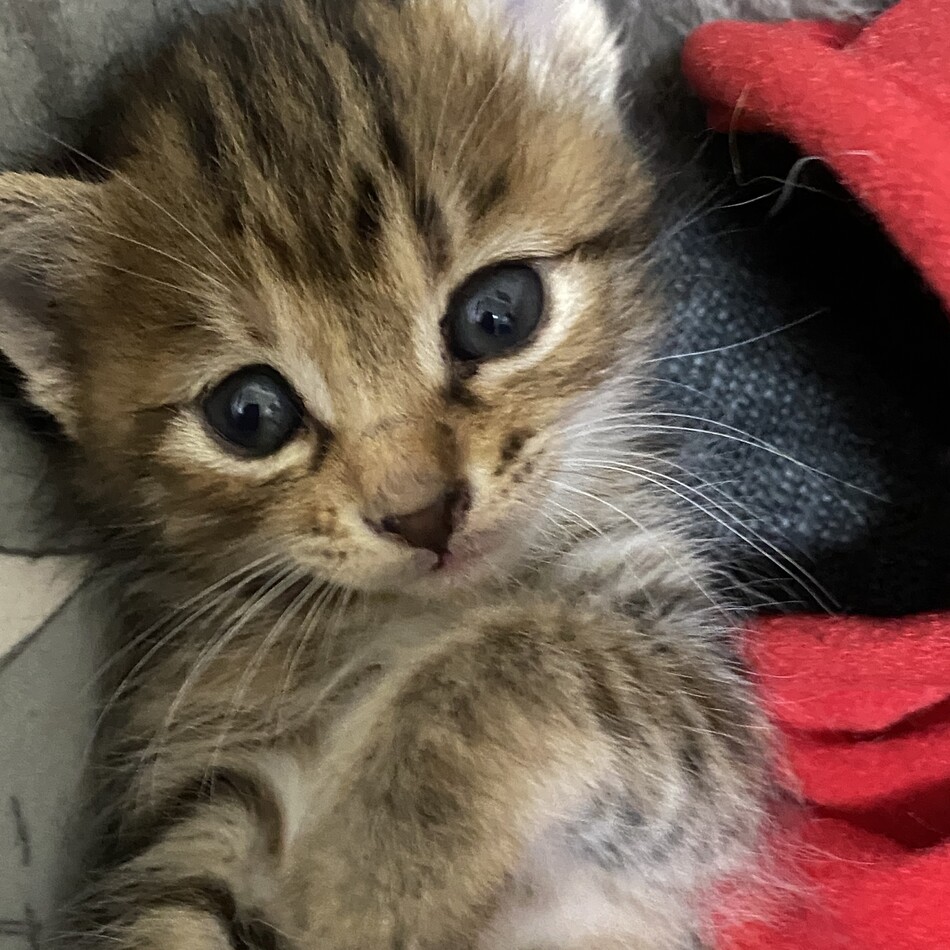 生まれて約1ヶ月の子猫です！のカバー写真