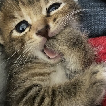 歯が生えてきて色んなところを噛むんですけど、寝っ転がって自分の手もハムハムしてますw