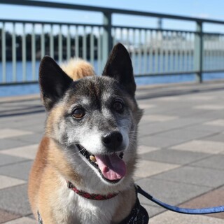 コーギーMIX☆神楽くん