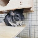 チンチラ女の子（スタンダードグレー）募集中