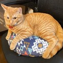1歳になったばかり、人懐こくて元気な茶トラ！