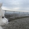 富山のたけ