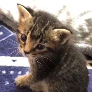 ミルクから育てた可愛いキジの子猫